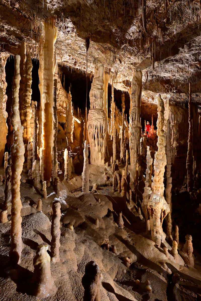 Grotte Flandin (Ardèche) - Grande salle avec forêt de stalagmites et piliers