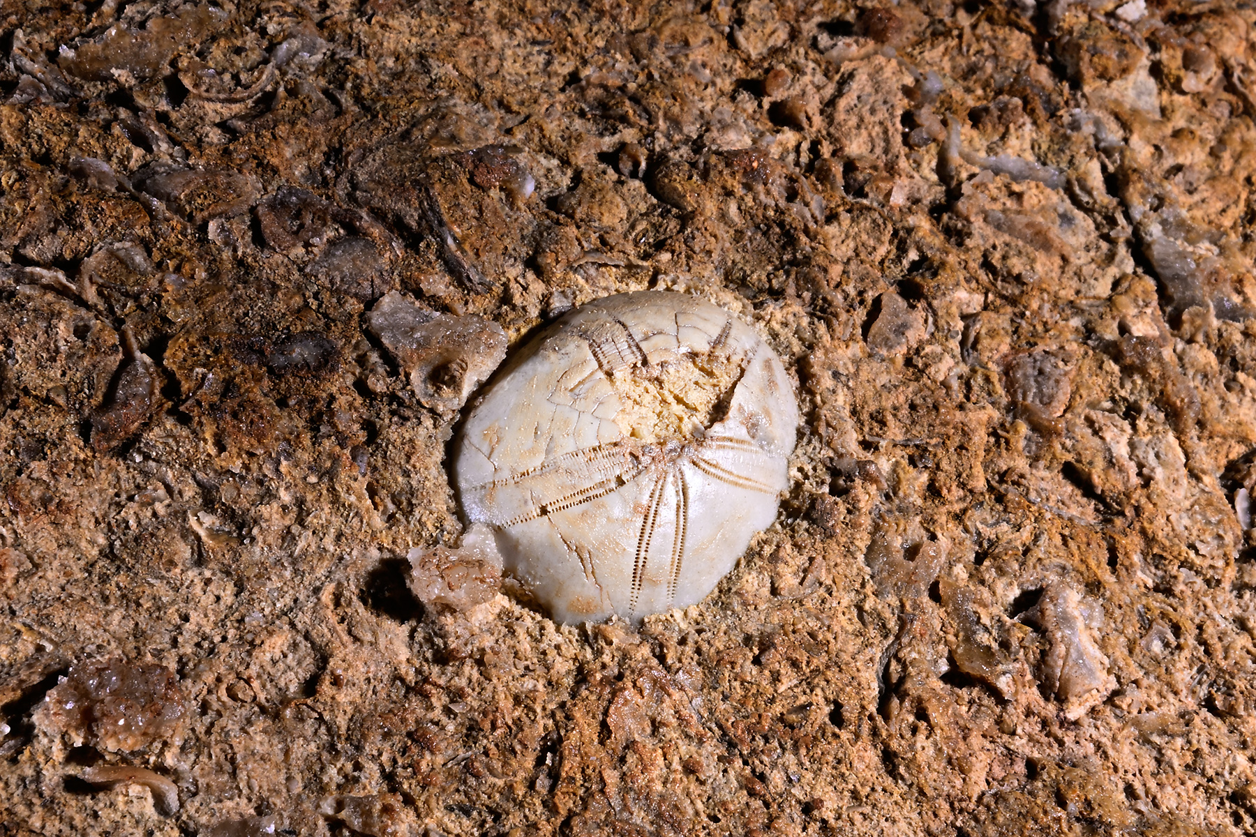 Traversée Aven Despeysse - Grotte de Saint-Marcel (Ardèche) - Oursin fossilisé dans la Salle Blanche