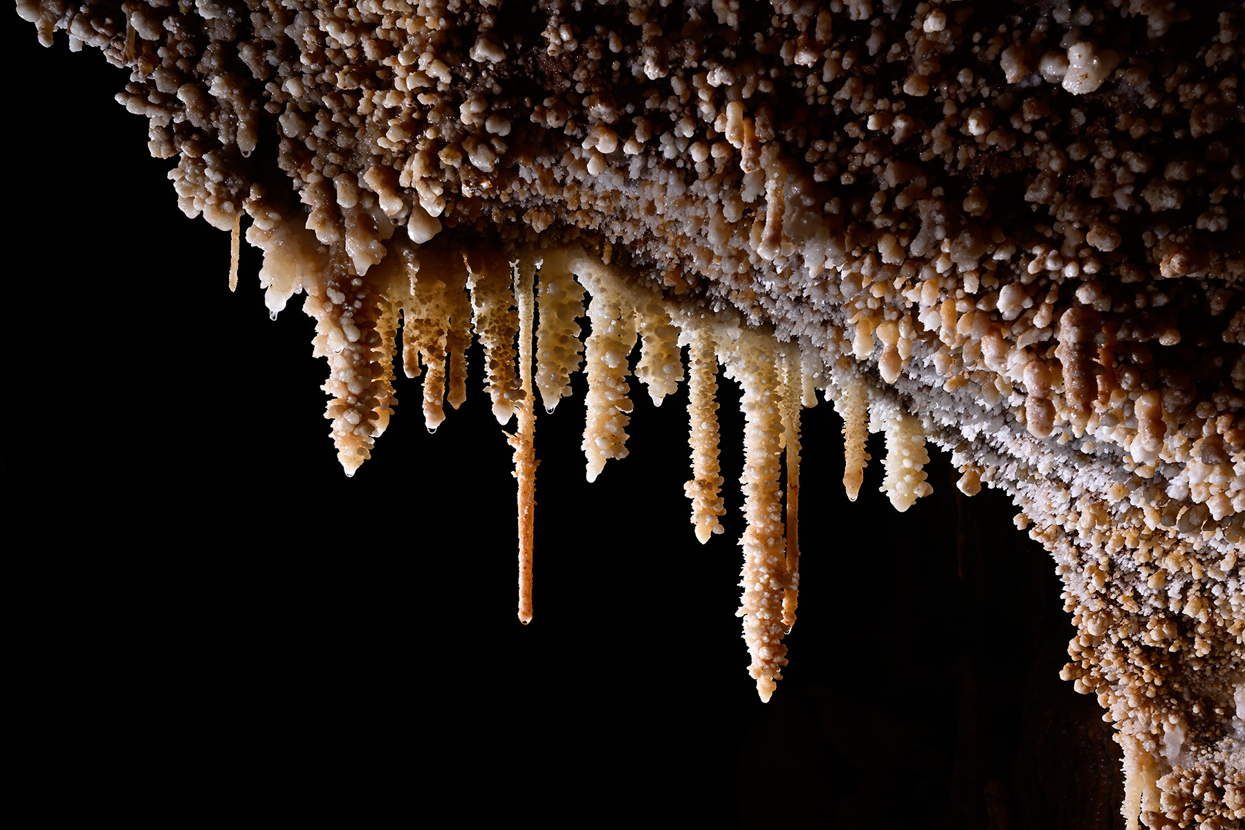 Grotte de Saint-Marcel d'Ardèche (réseau IV) - Ensemble de stalactites avec des excroissances