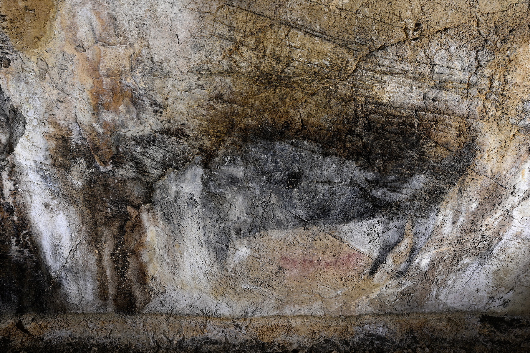 Grotte préhistorique de Bédeilhac (Ariège) - Peinture rupestre : le bison 