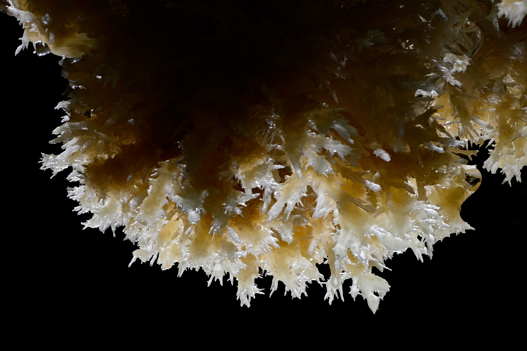 Grotte de la Douch (Hérault) - Bouquet de cristaux de calcite en contre-jour