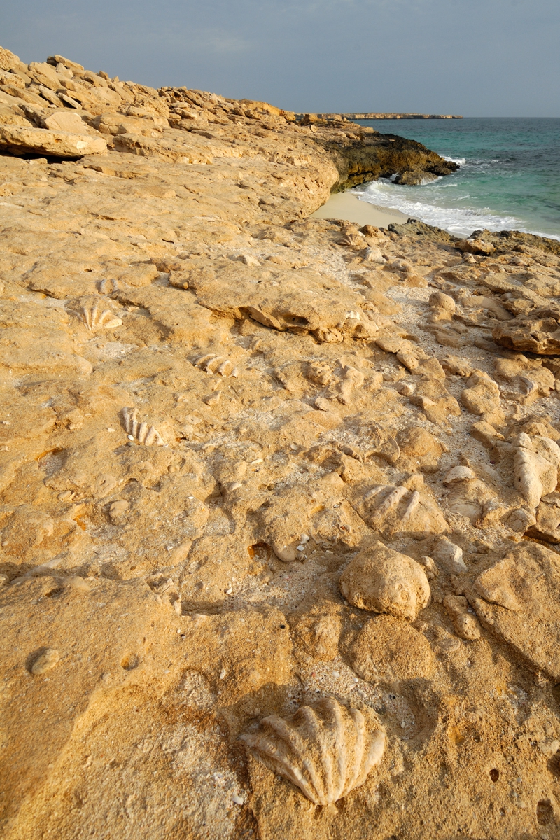 Sultanat d'Oman - Calcaires coquilliers au bord de la Mer d'Arabie (sud de Fins)