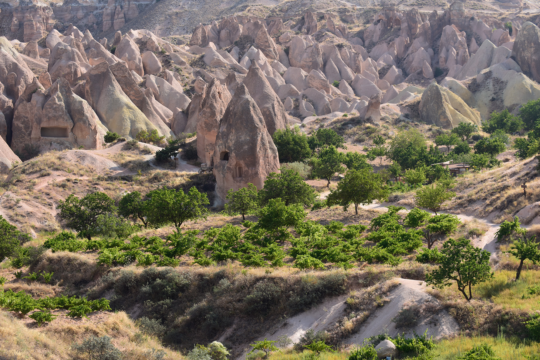 Turquie - Cappadoce - Vallée de Göreme - Vignes au milieu des tufs volcaniques avec habitations troglodytiques