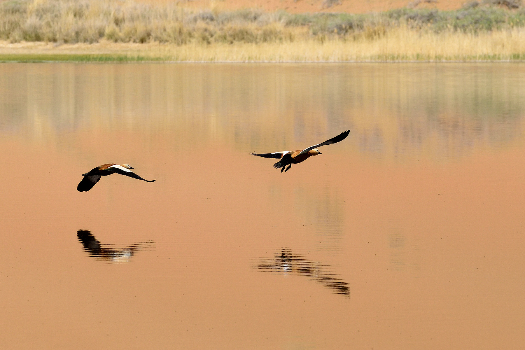 Désert du Badain Jaran (Chine, Mongolie Intérieure) - Couple de canards sur le Lac de South Suming Ji Ling 