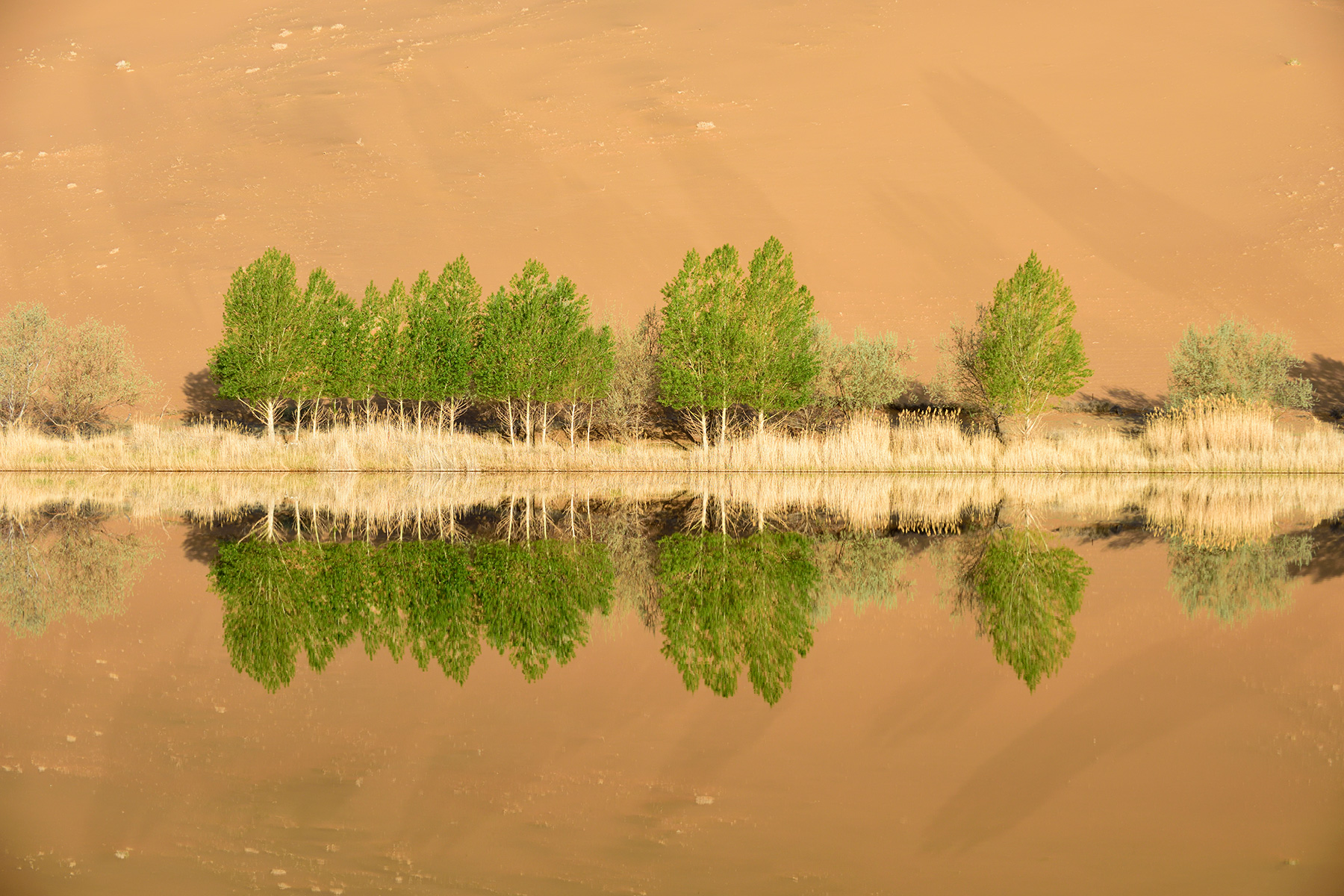 Désert du Badain Jaran (Chine, Mongolie Intérieure) - Arbres au bord du  Lac de Suming Ji Ling 