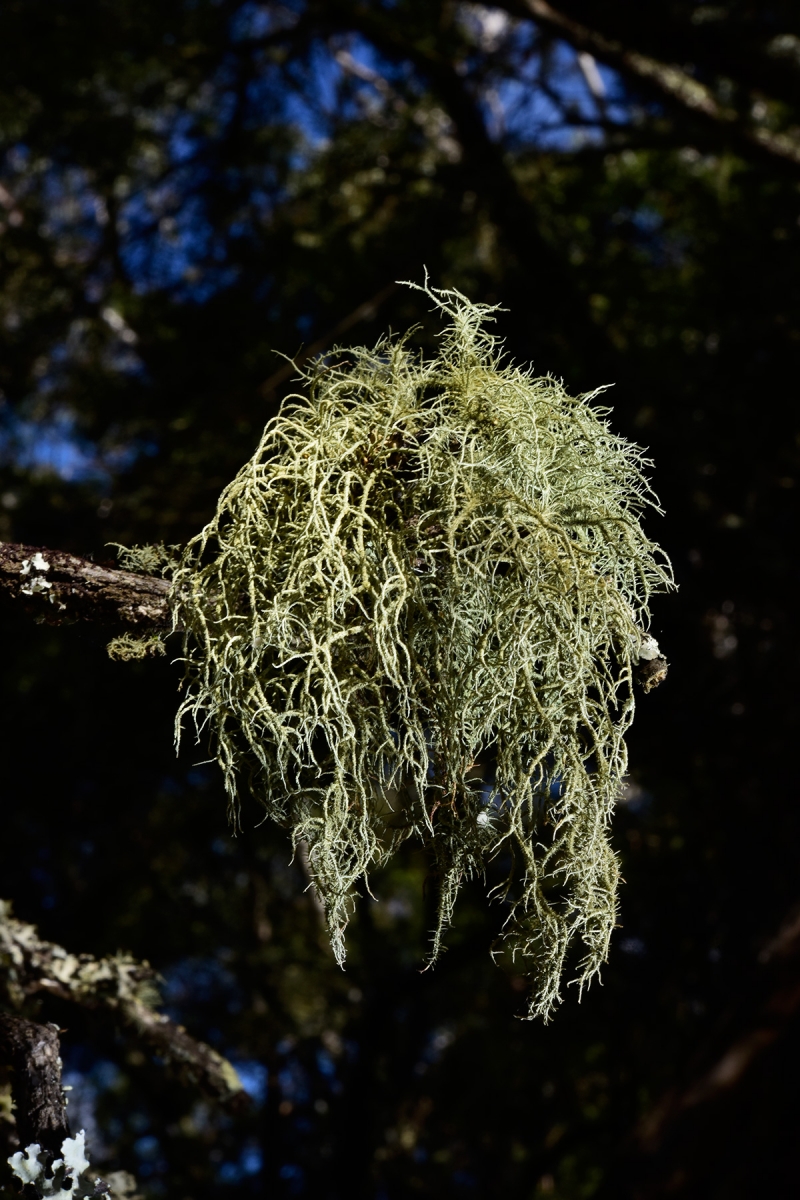 Blue Mountains National Park (New South Wales, Australie) - Forêt de Jenolan : lichen sur une branche