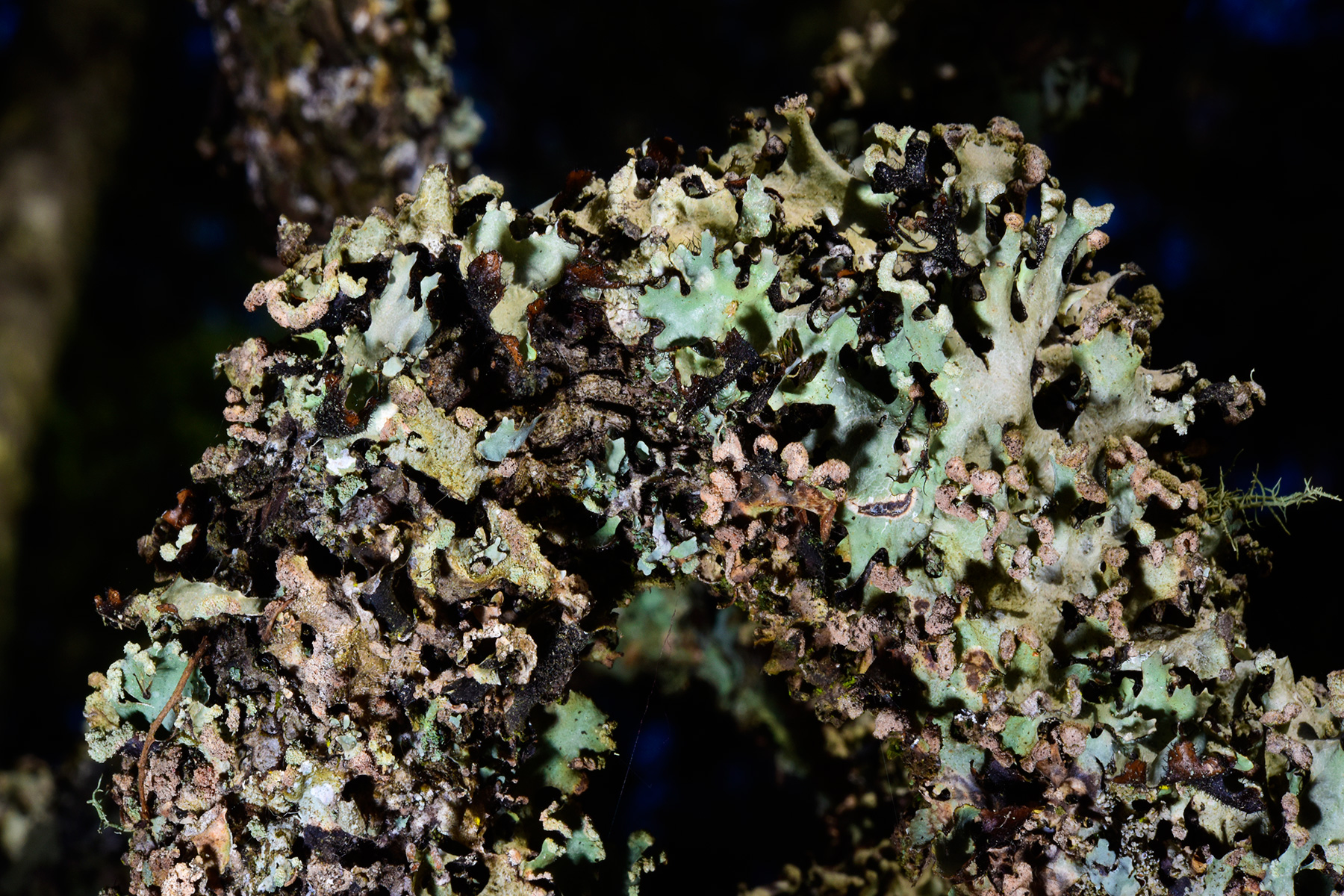 Blue Mountains National Park (New South Wales, Australie) - Forêt de Jenolan : lichen sur une branche