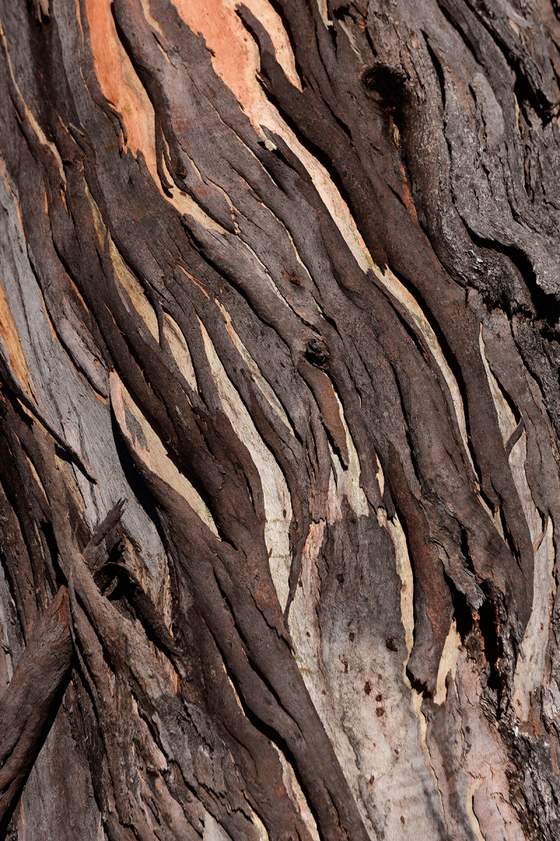 Blue Mountains National Park (New South Wales, Australie) - Détail d'écorce d'un eucalyptus