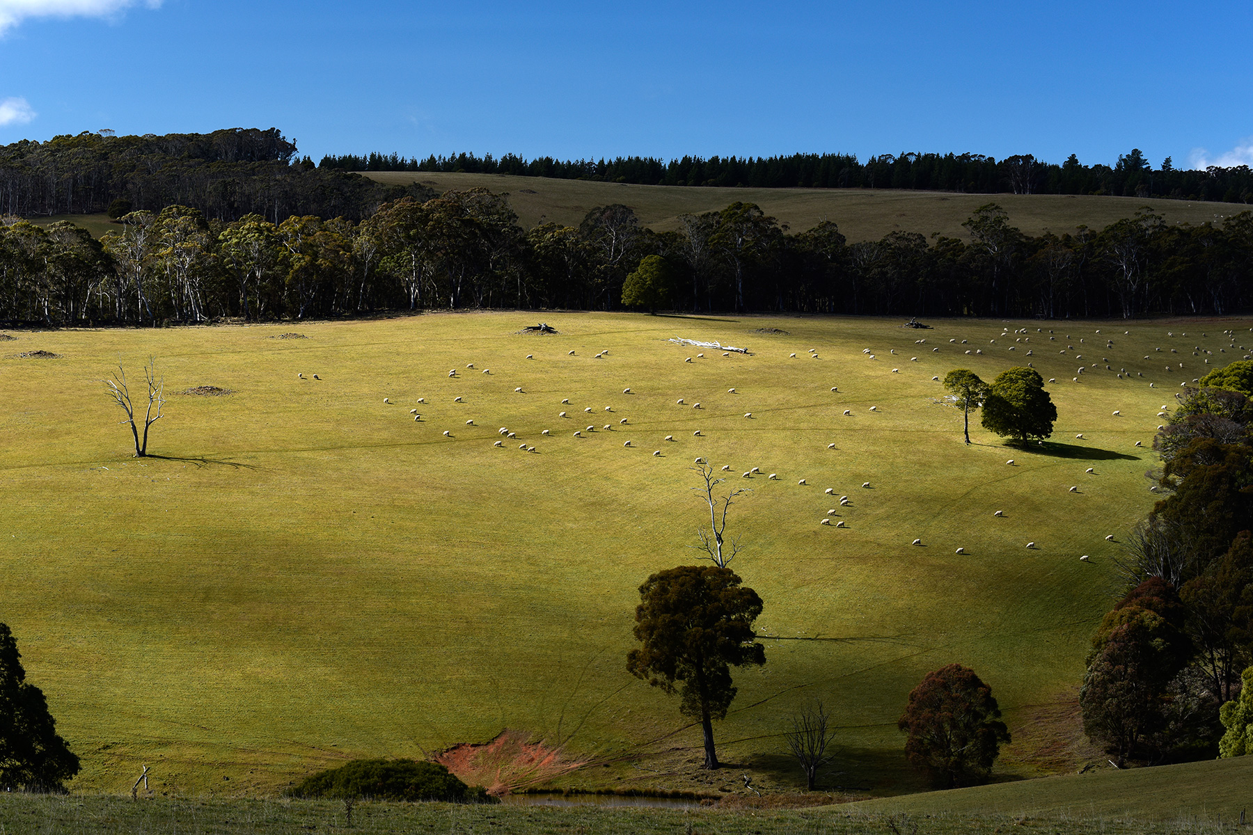 Région d'Oberon (New South Wales, Australie) - Prairie avec moutons 