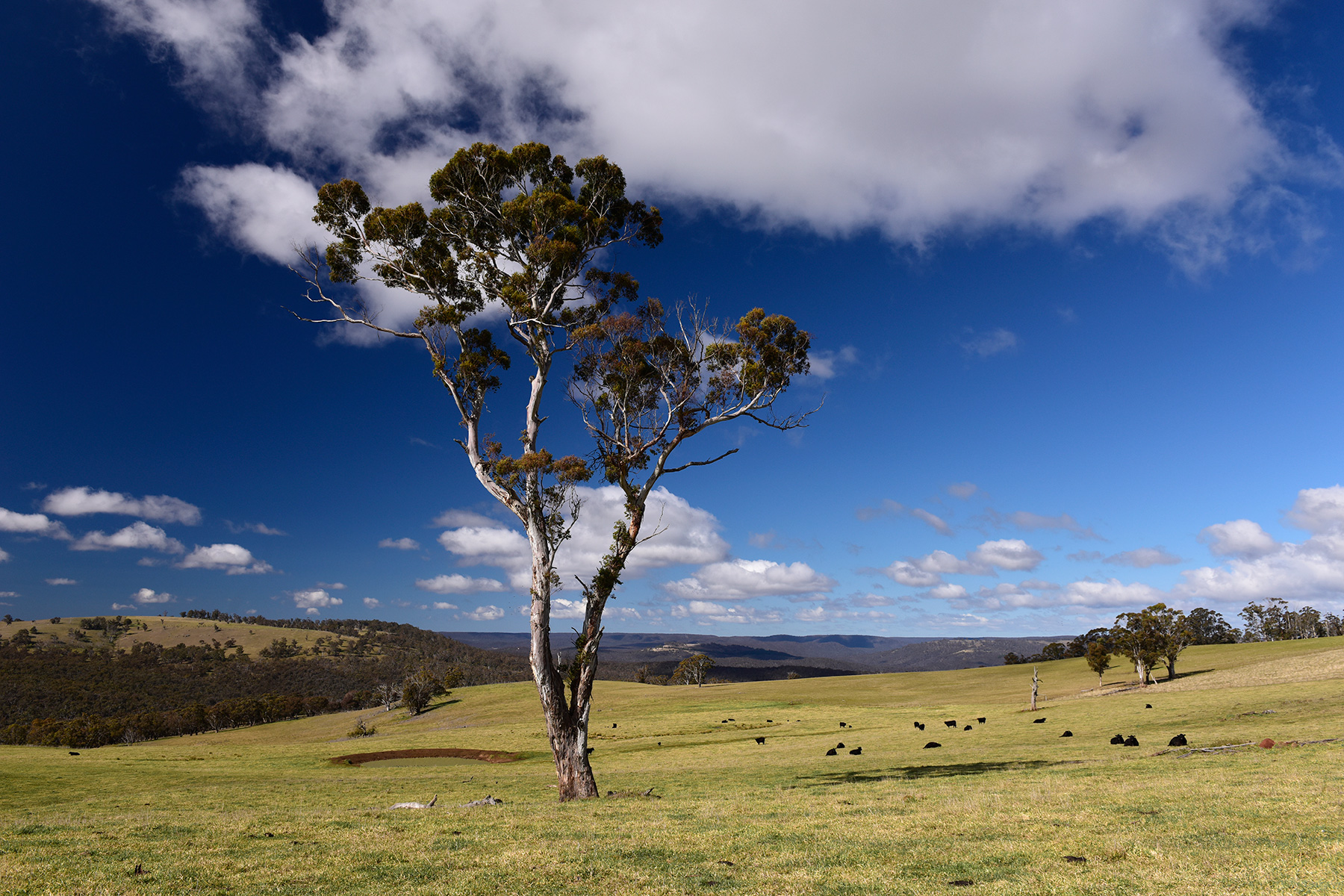 Région d'Oberon (New South Wales, Australie) - Prairie avec eucalyptus et taureaux