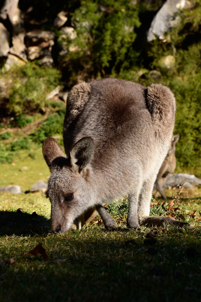 Mallacoota (Victoria, Australie) - Kangourou en train de brouter