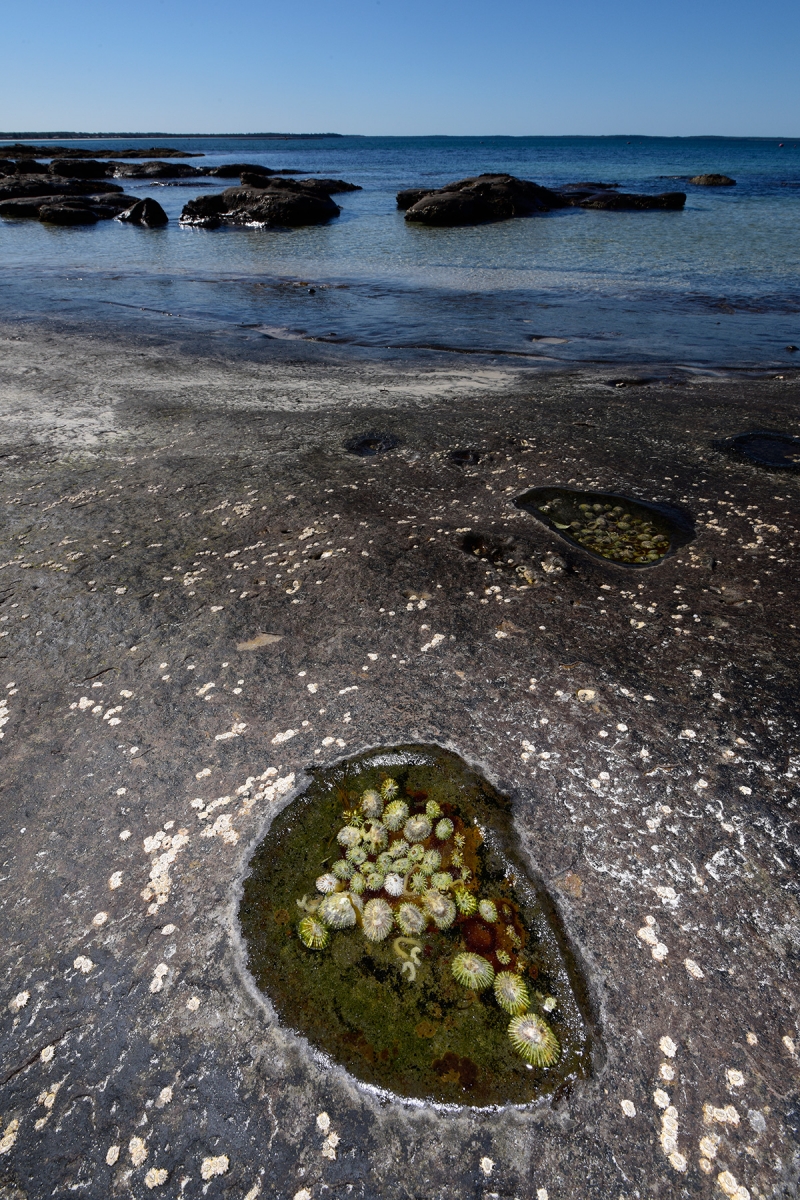 Jervis Bay (New South Wales, Australie) - Coquillage dans une vasque d'eau sur la plage