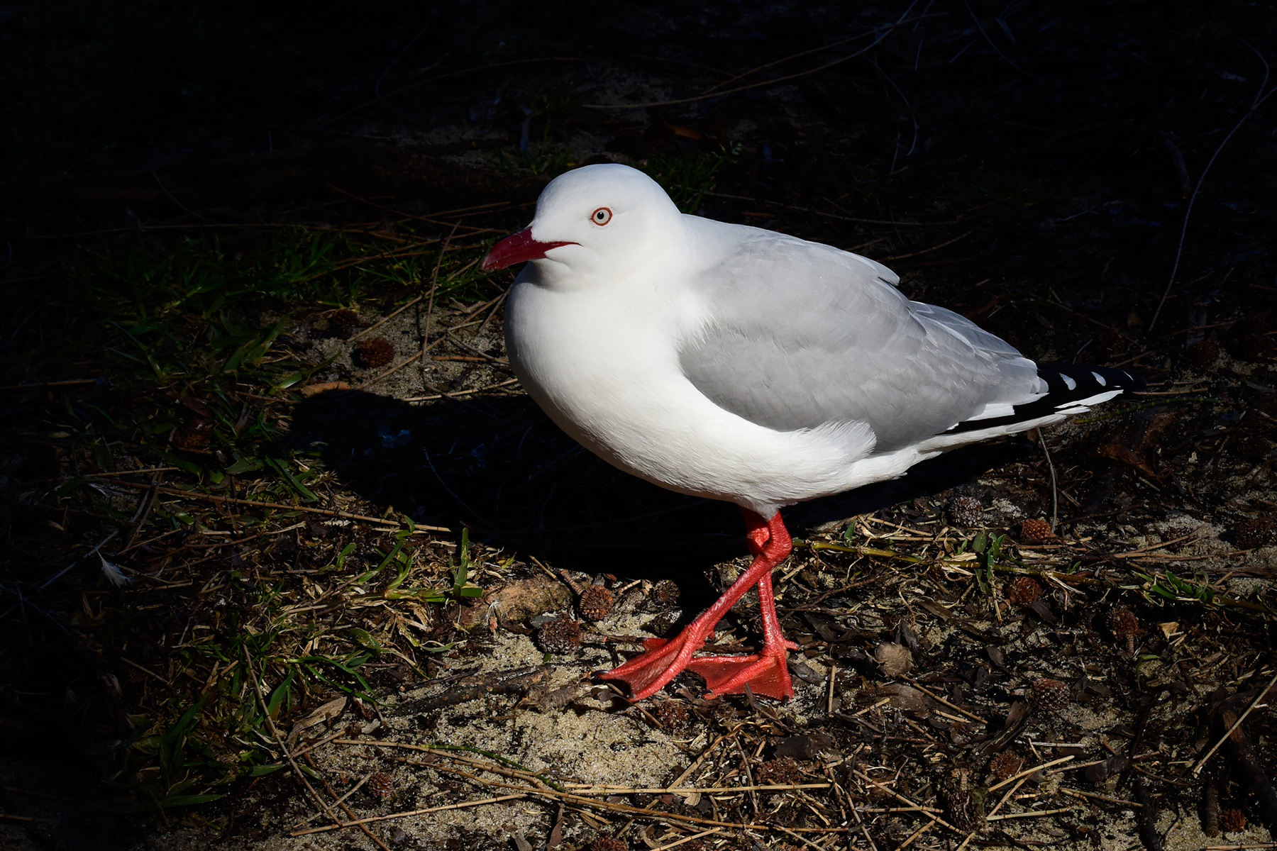 Huskisson (new South Wales, Australie) - Mouette argentée (Silver Gull)