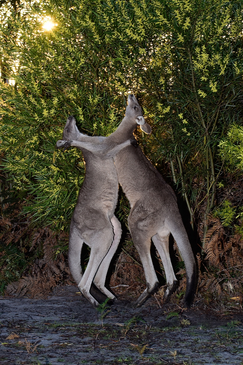 Mallacoota (Victoria, Australie) - Combat de deux kangourous mâles 