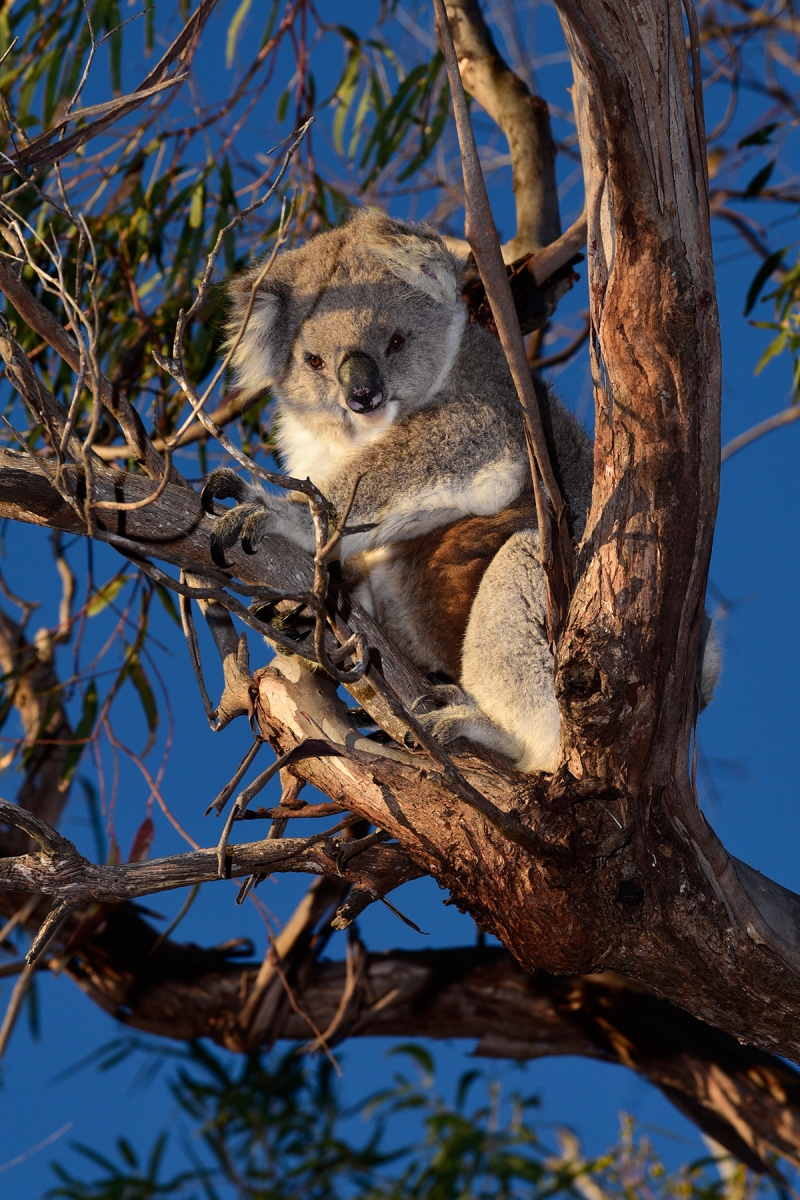 Raymond Island (Victoria, Australie) - Koala dans un eucalyptus