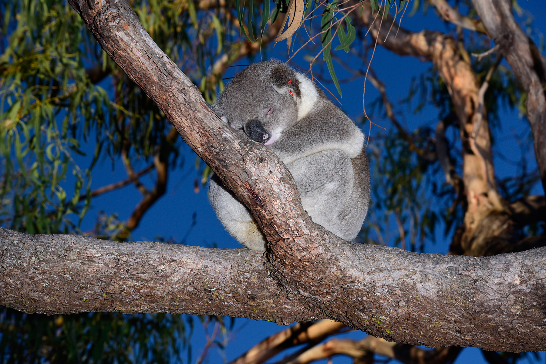 Raymond Island (Victoria, Australie) - Koala assoupi dans un eucalyptus