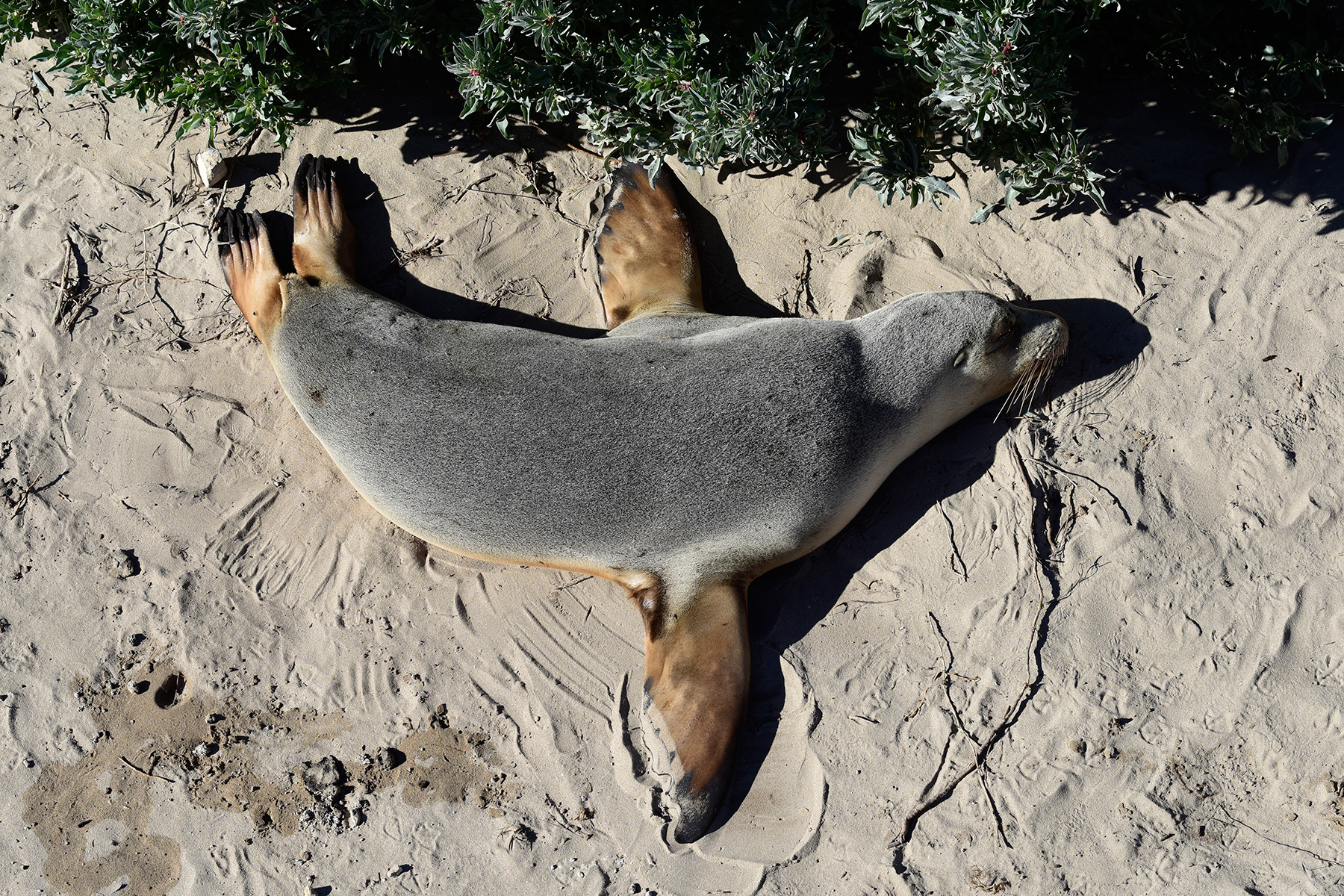 Kangaroo Island (South Australia, Australie) - Lion de mer sur le plage de Seal Bay