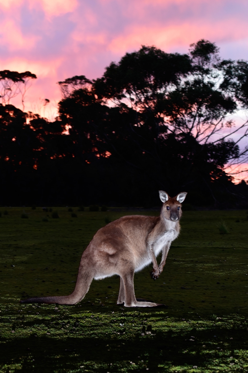 Kangaroo Island (South Australia, Australie) - Kangourou au crépuscule dans une prairie