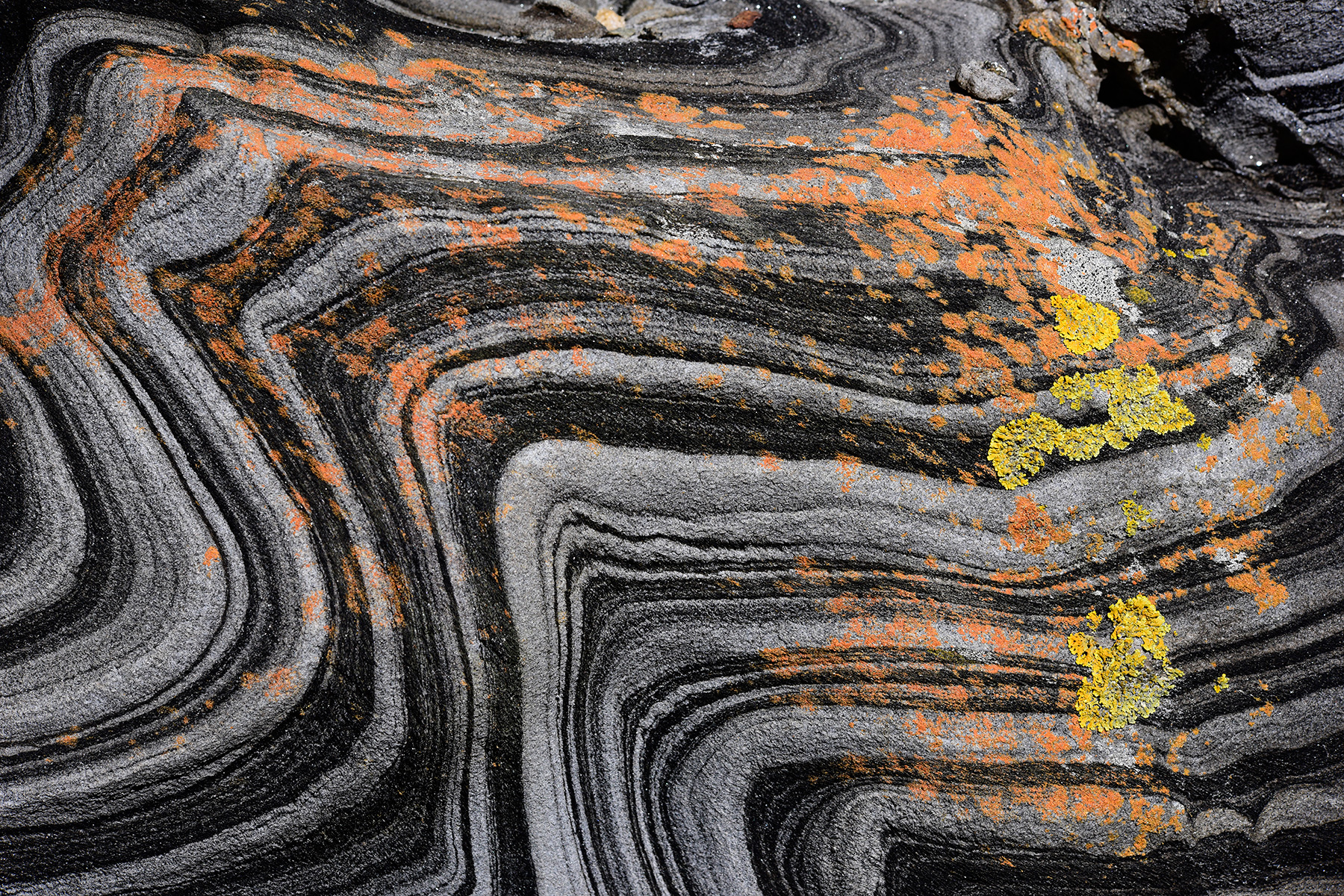 Kangaroo Island (South Australia, Australie) - Plage de Harvey Return : métagrès (metasandstones) : les plis sont dus à la schistosité (déformation liée aux contraintes tectoniques)