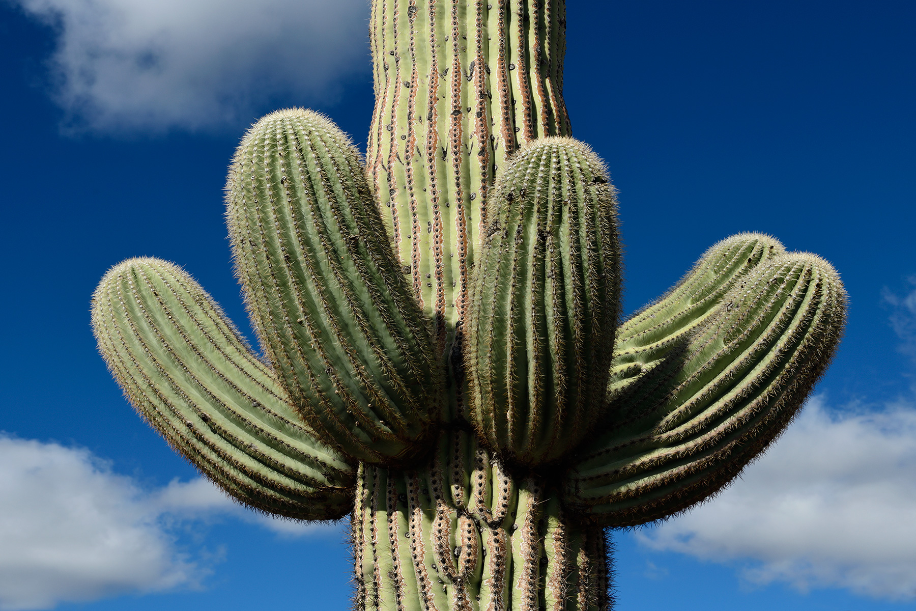 Parc National de Organ Pipe Cactus (Arizona, USA) - Couronne de plusieurs bras sur un Cactus Saguaro