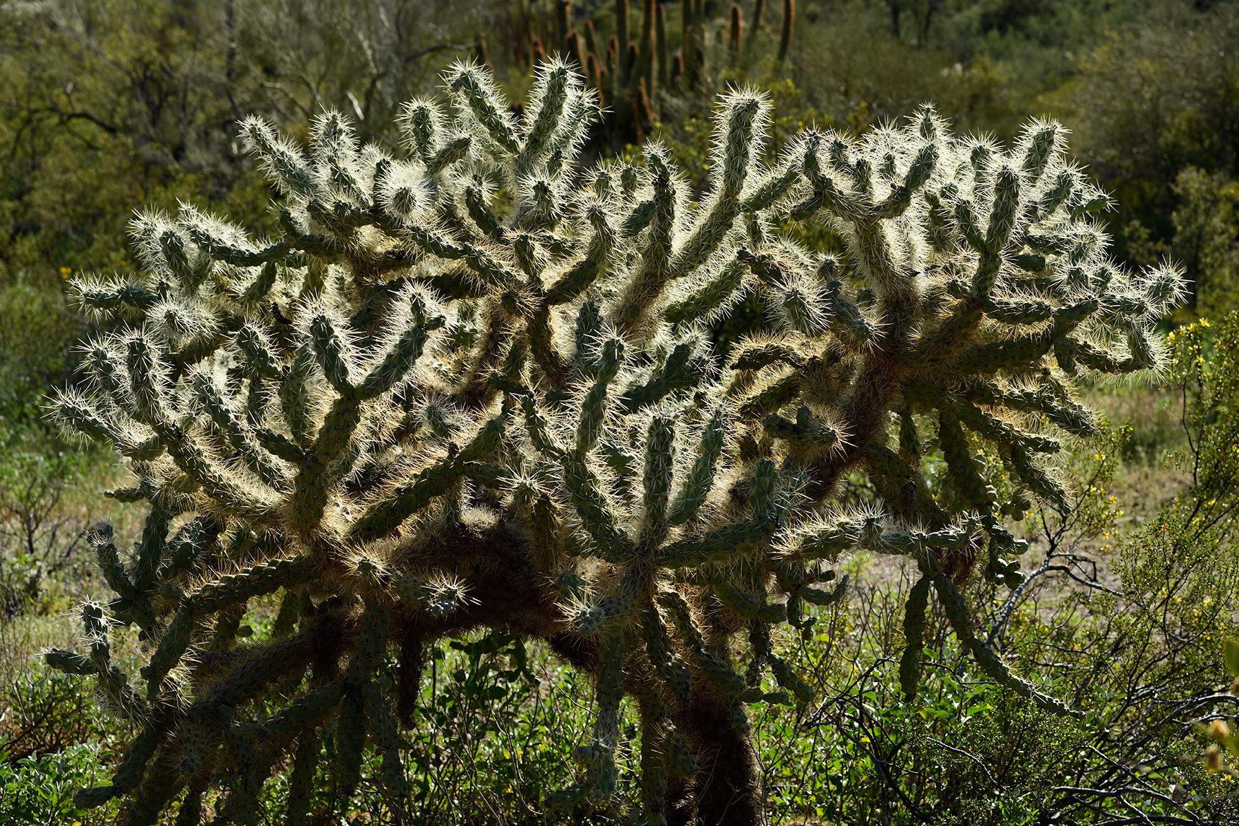 Parc National de Organ Pipe Cactus (Arizona, USA) - Cactus "Chainfruit cholla" en contre-jour