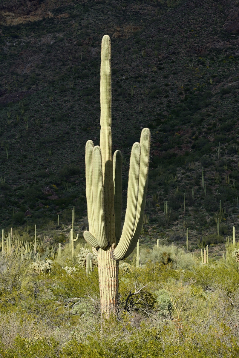 Parc National de Organ Pipe Cactus (Arizona, USA) - Cactus Saguaro  sur fond sombre 