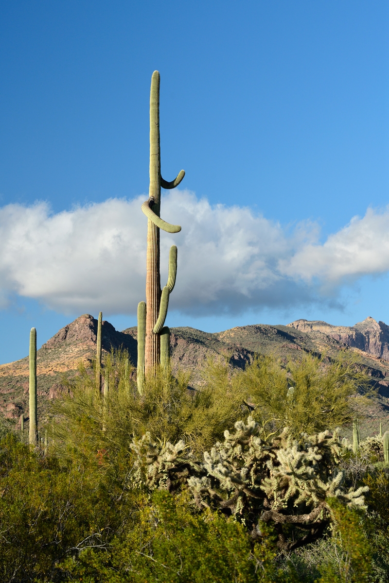 Parc National de Organ Pipe Cactus (Arizona, USA) - Grand cactus Saguaro  avec deux bras horizontaux 