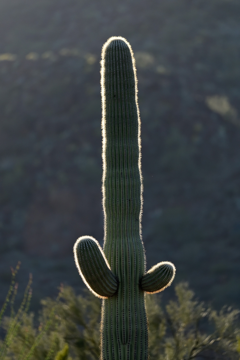 Parc National de Organ Pipe Cactus (Arizona, USA) - Cactus Saguaro en contre-jour au coucher du soleil