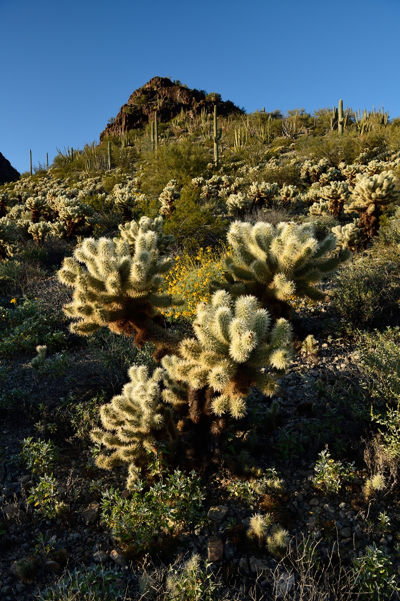 Parc National de Organ Pipe Cactus (Arizona, USA) - Cactus "Teddybear Cholla" sur le flanc d'une colline