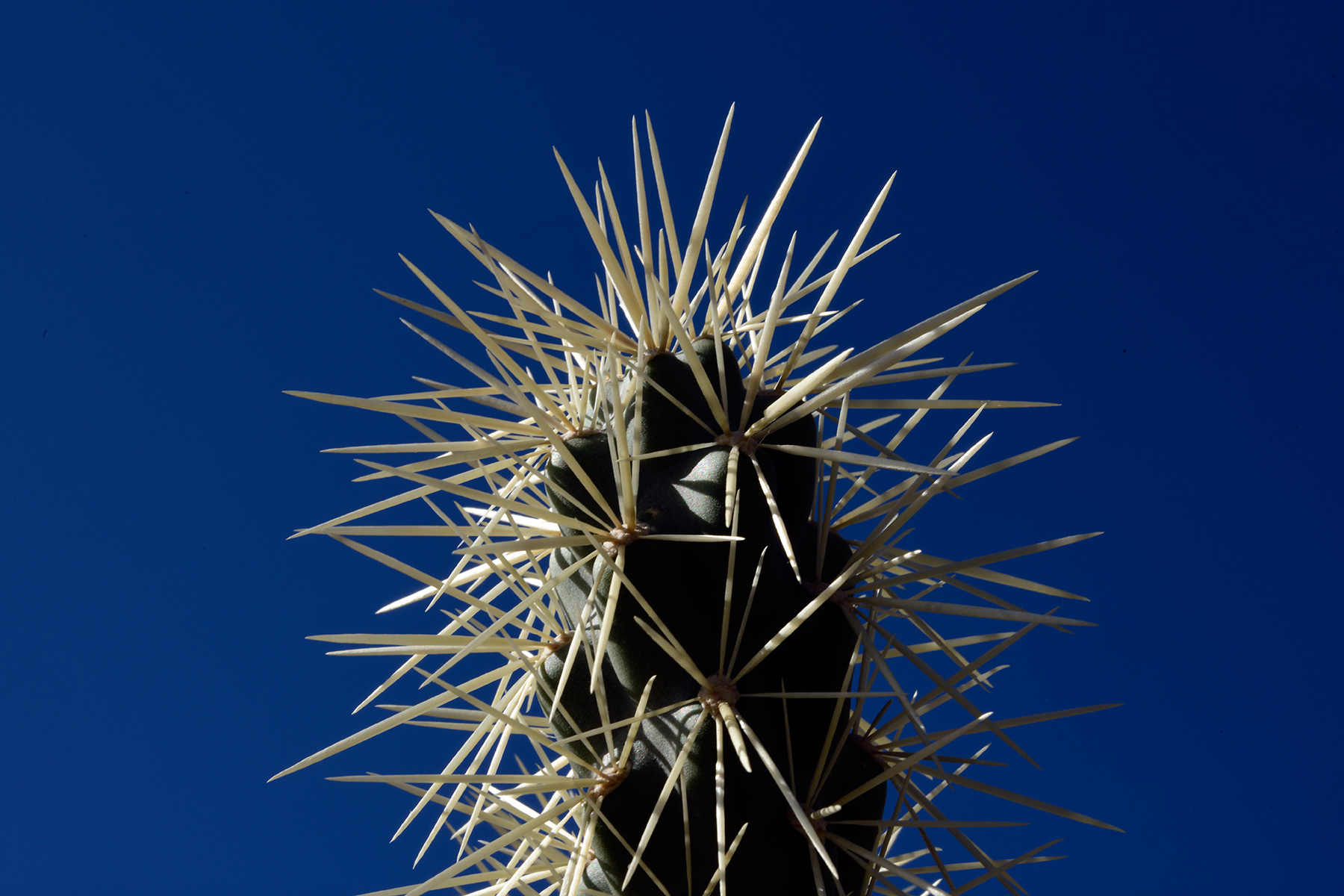 Parc National de Organ Pipe Cactus (Arizona, USA) - Sommet d'un jeune cactus Saguaro avec ses épines blanches