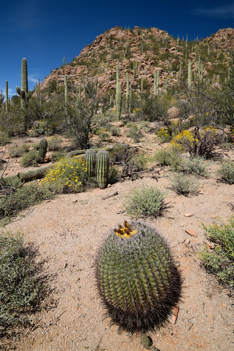 Parc National de Saguaro (Arizona, USA) - "Barrel cactus" avec montagne granitique en arrière plan