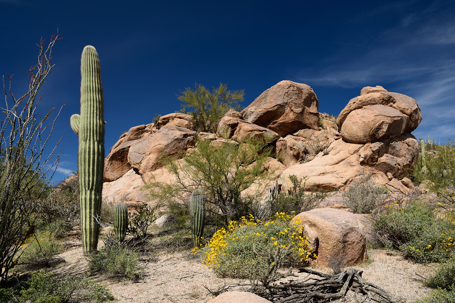 Parc National de Saguaro (Arizona, USA) - Cactus Saguaro avec blocs granitiques en arrière plan