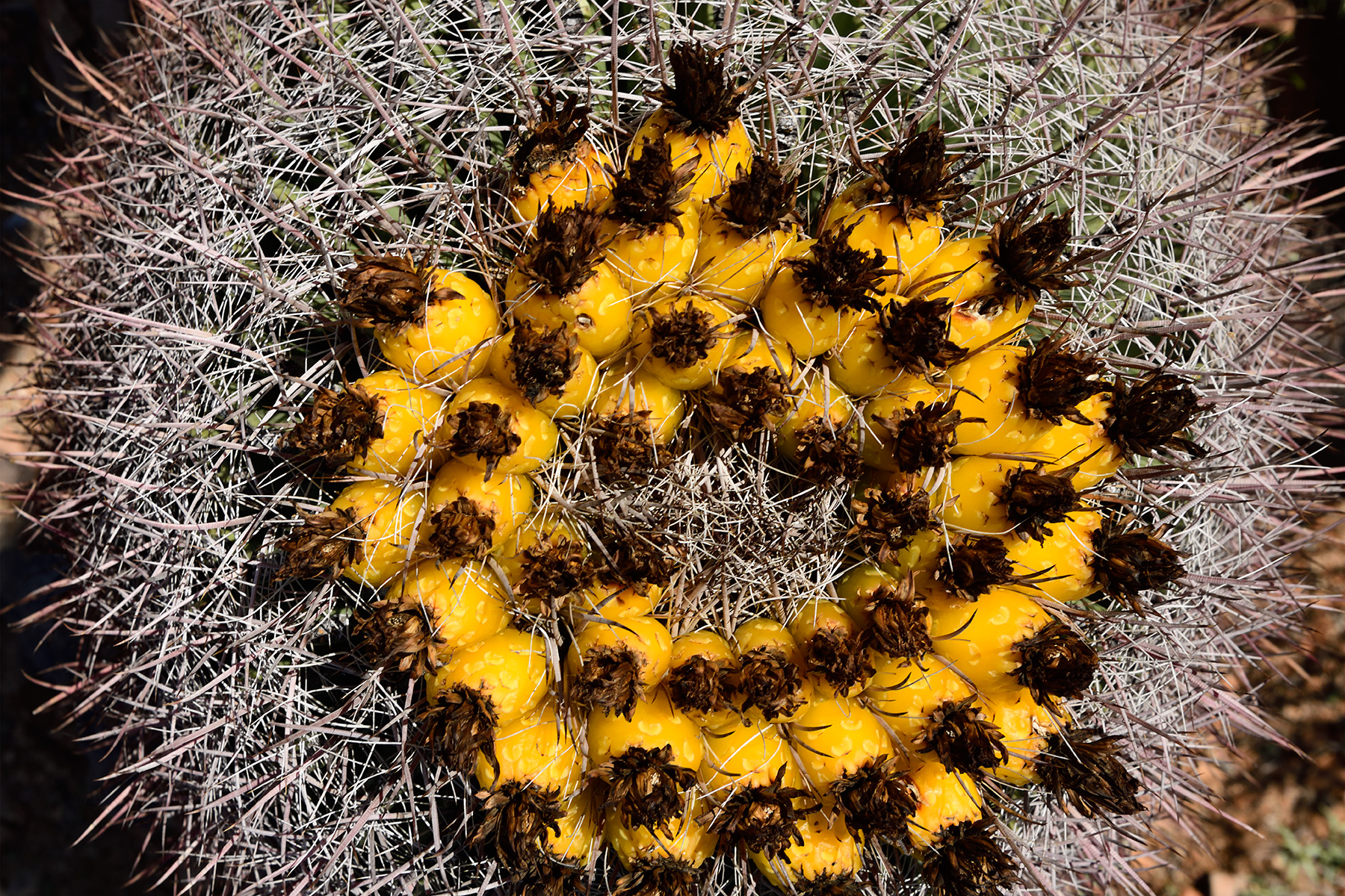 Parc National de Saguaro (Arizona, USA) - "Barrel cactus" : détail de la couronne de fruits jaunes au sommet