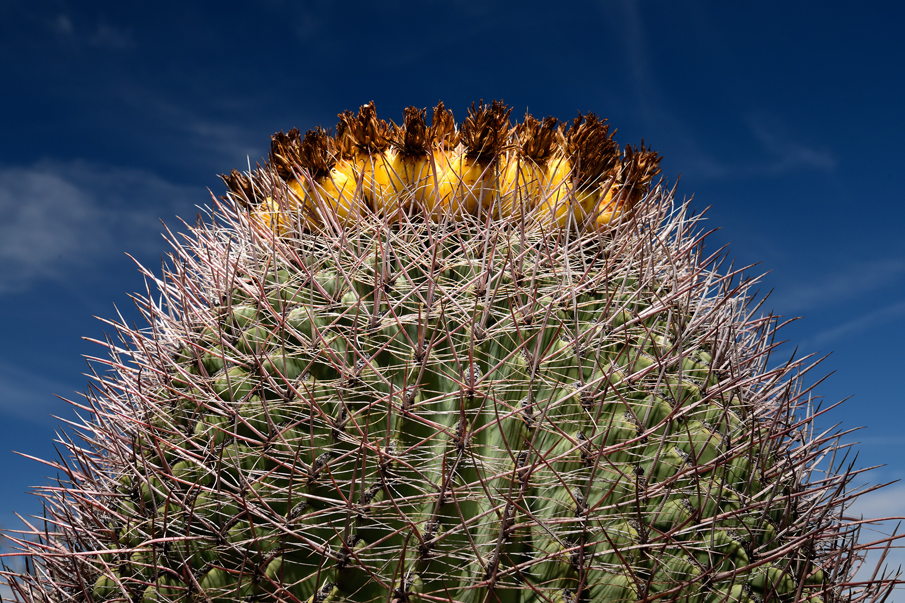 Parc National de Saguaro (Arizona, USA) - "Barrel cactus" avec couronne de fruits jaunes au sommet