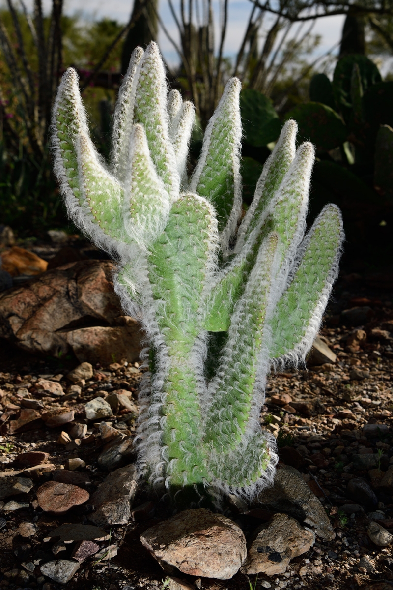 Desert Museum de Tucson (Arizona, USA) - Cactus 