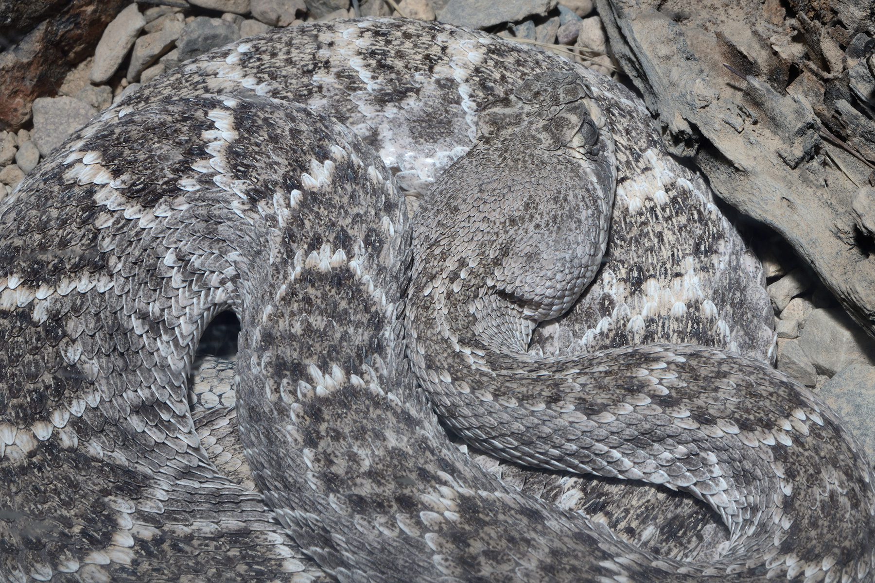 Désert de Sonora (Arizona, USA) - Serpent à sonnette (rattlesnake) lové