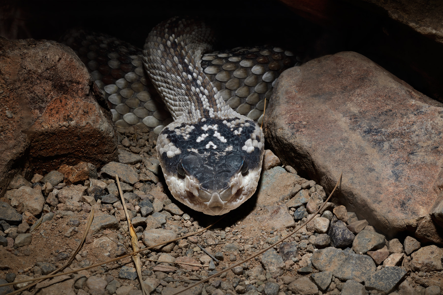Désert de Sonora (Arizona, USA) - Serpent à sonnette (rattlesnake) sortant d'un trou