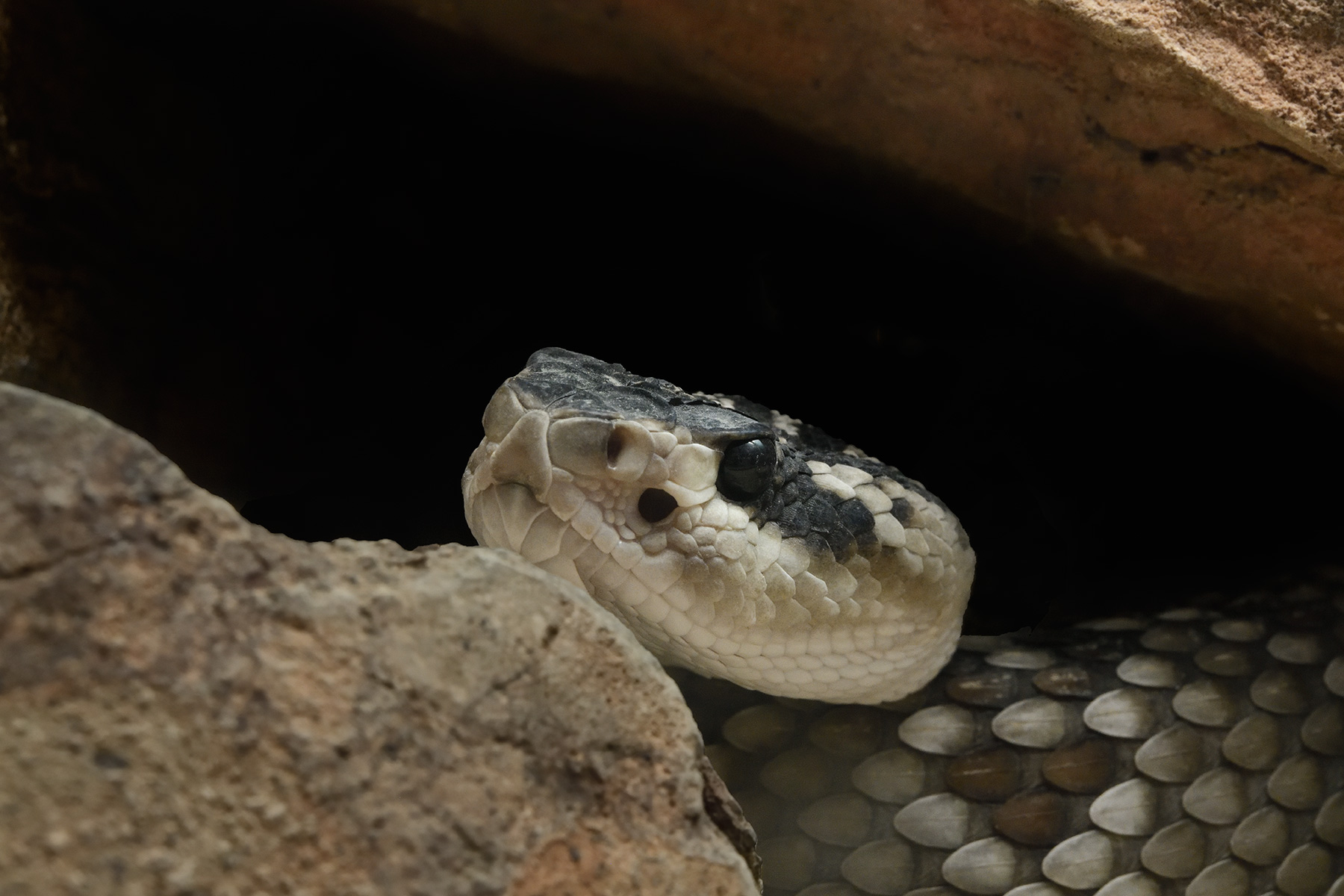 Désert de Sonora (Arizona, USA) - Serpent à sonnette (rattlesnake) avec tête posée sur un rocher