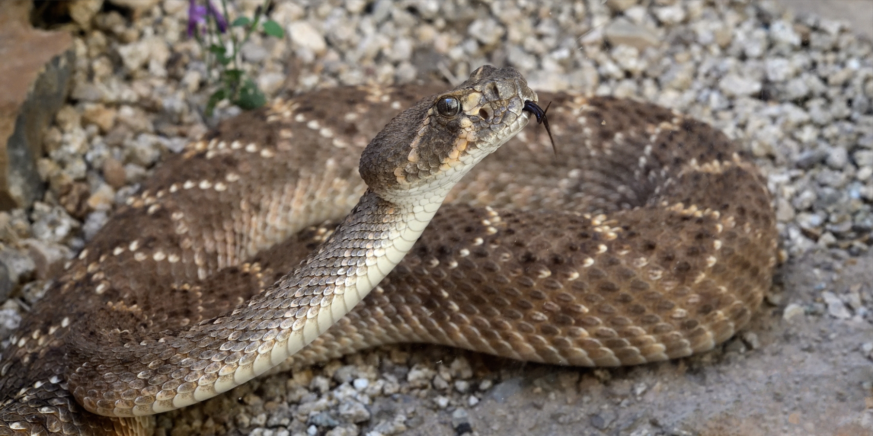 Désert de Sonora (Arizona, USA) - Serpent à sonnette (rattlesnake) se redressant avec langue sortie