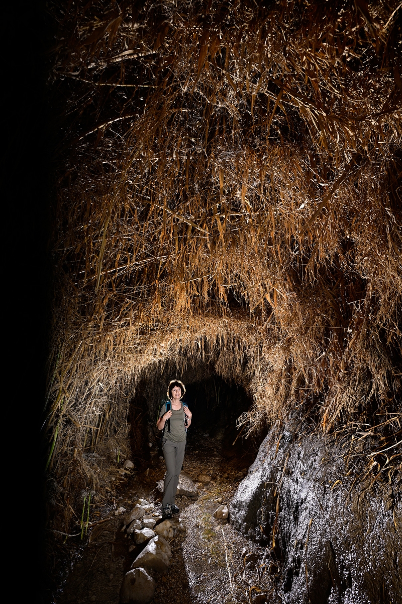 Réserve naturelle d'Ein Gedi (Israël) - Passage dans un tunnel creusé dans la végétation