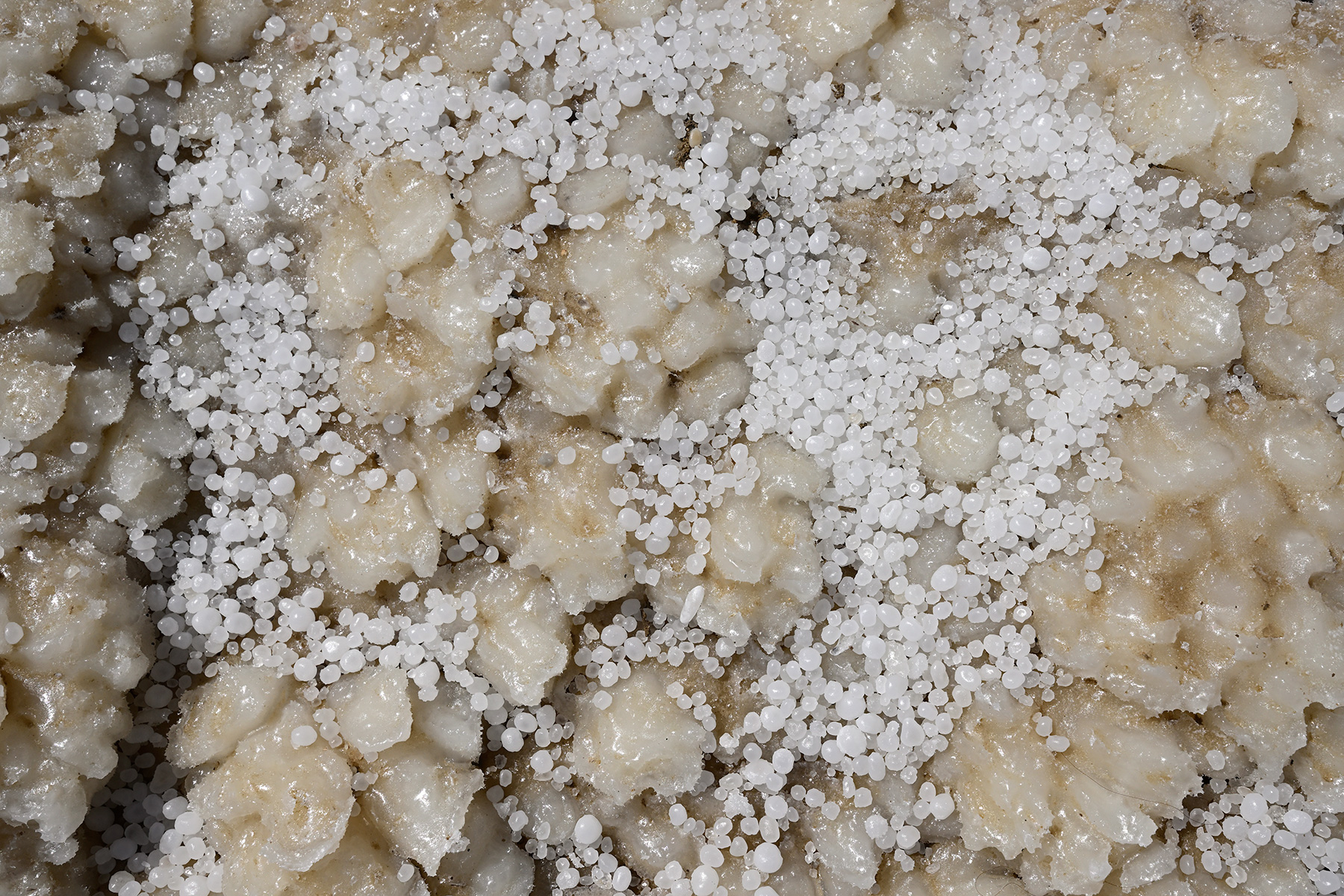 Mer Morte (Israël) - Petites perles de sel sur le rivage de la Mer Morte 