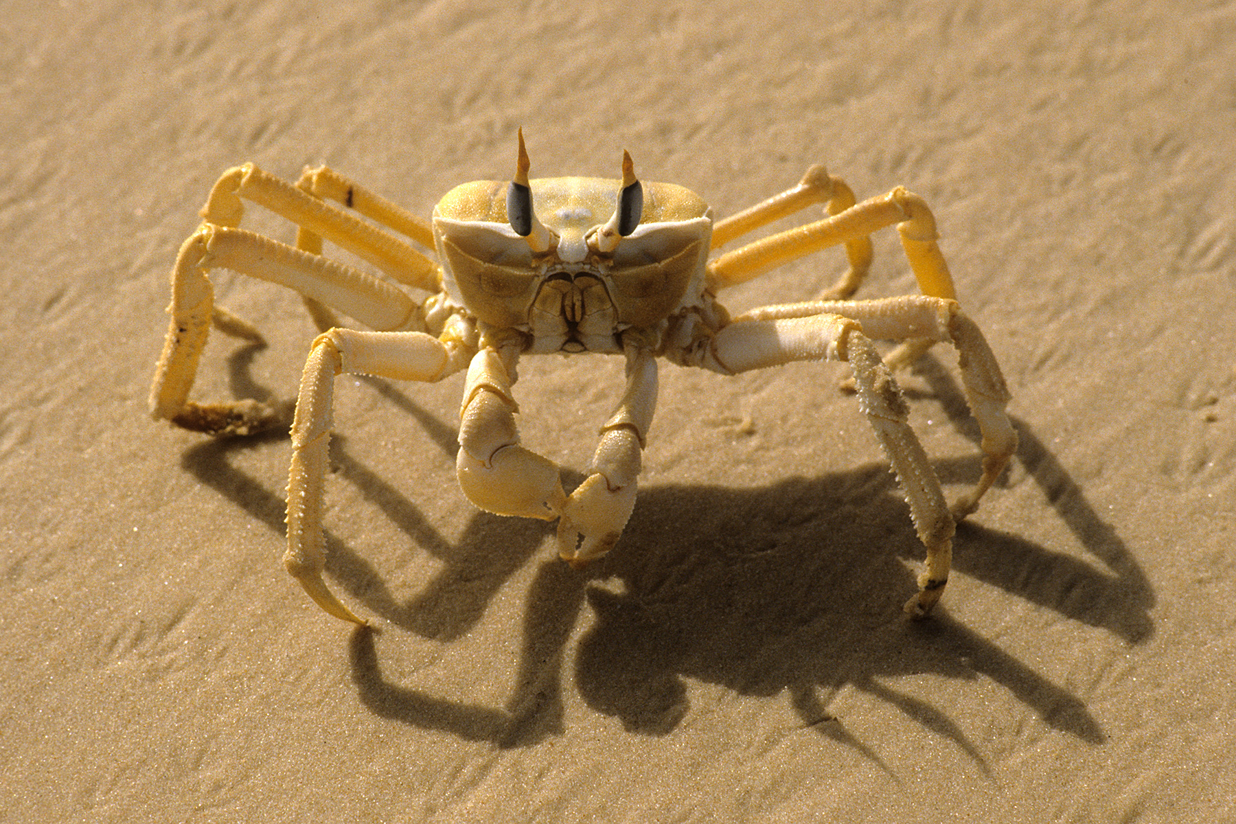 Sénégal - Crabe sur la plage 