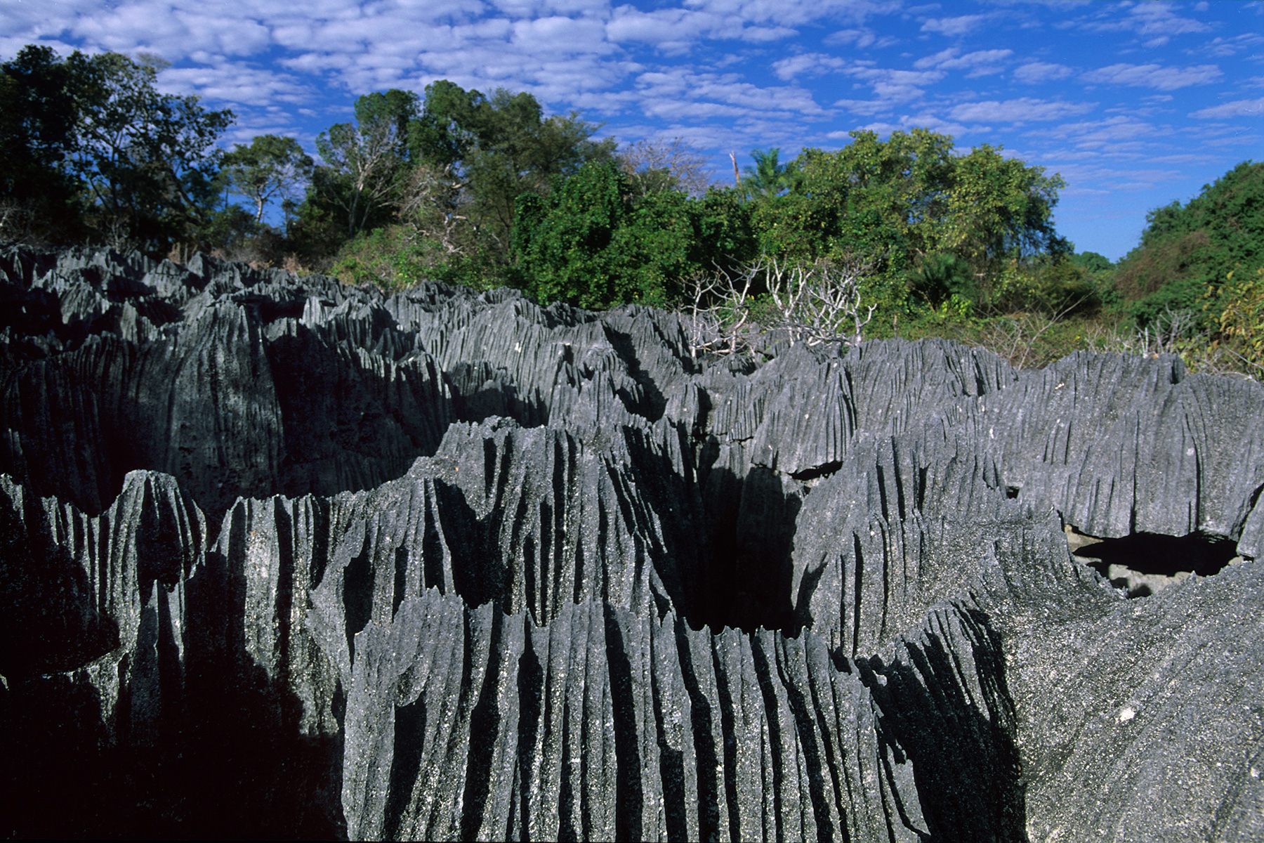Madagascar - Grands Tsingys de Bemahara : karstification de surface