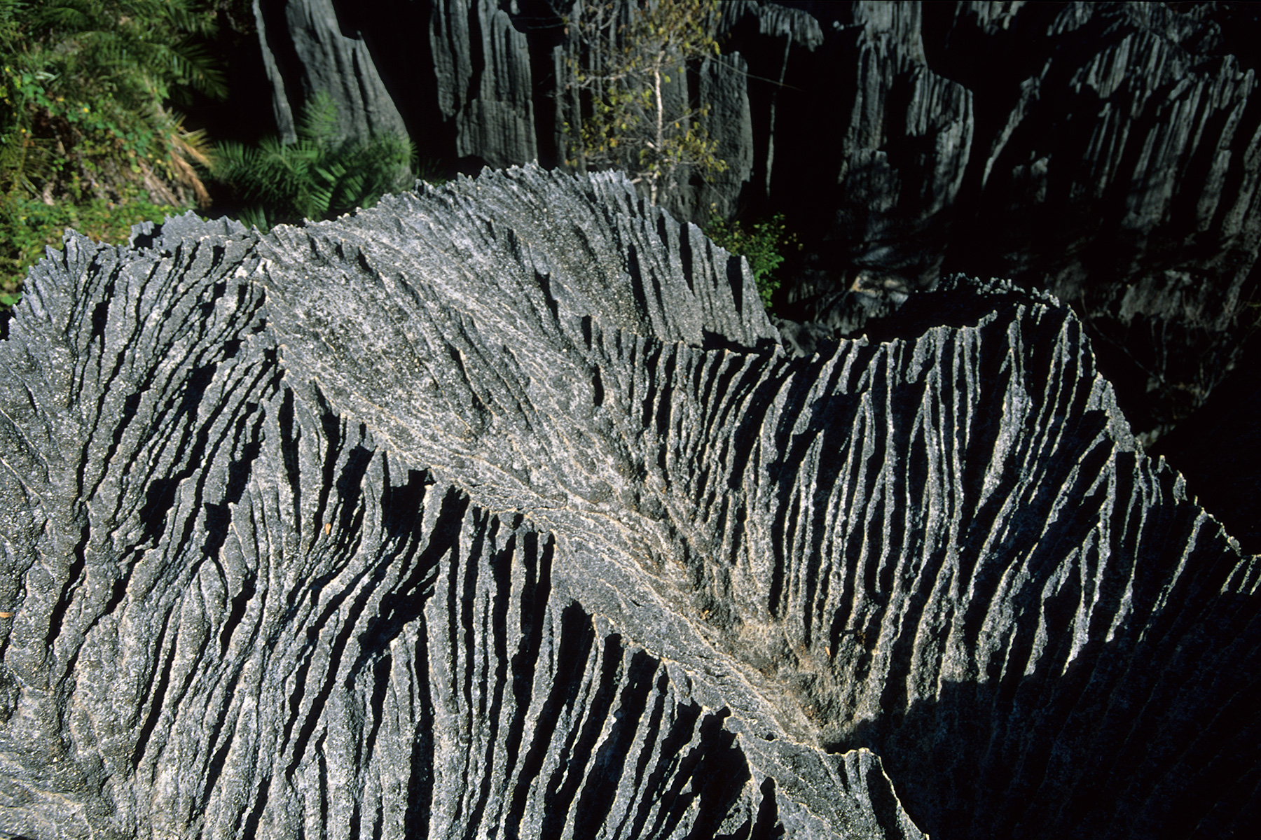 Madagascar - Les Grands Tsingys de Bemahara : détail de corrosion d'un lapiaz