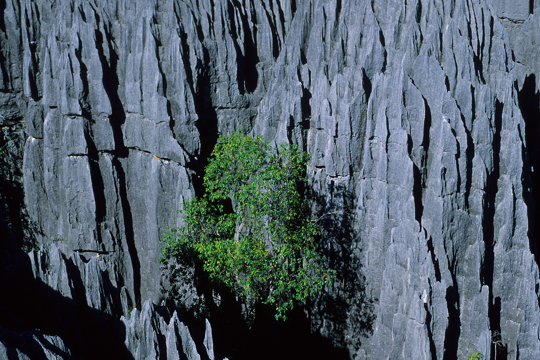 Madagascar - Les Grands Tsingys de Bemahara : arbre au milieu des tsingys (plan serré)