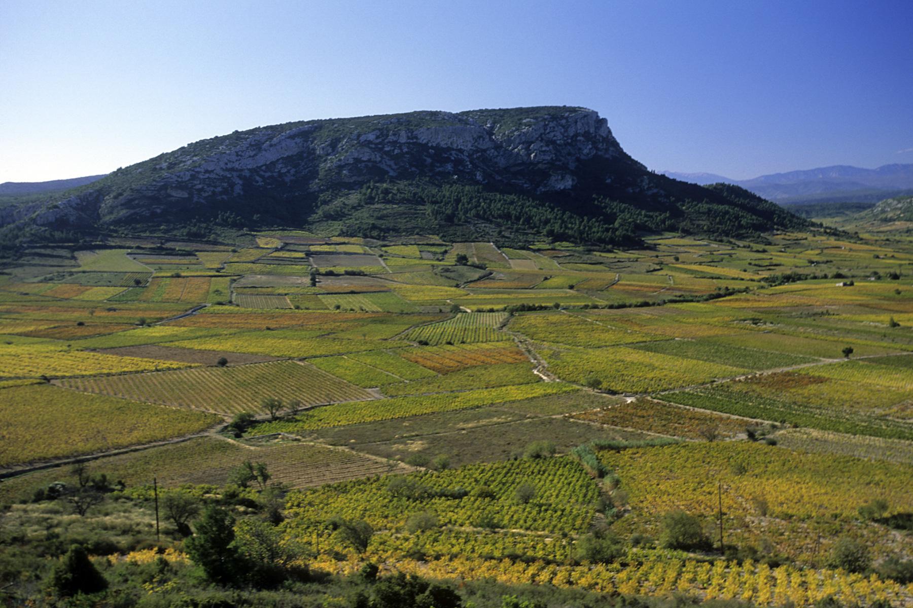 Vignes dans la région de Tautavel (Pyrénées-Orientales)