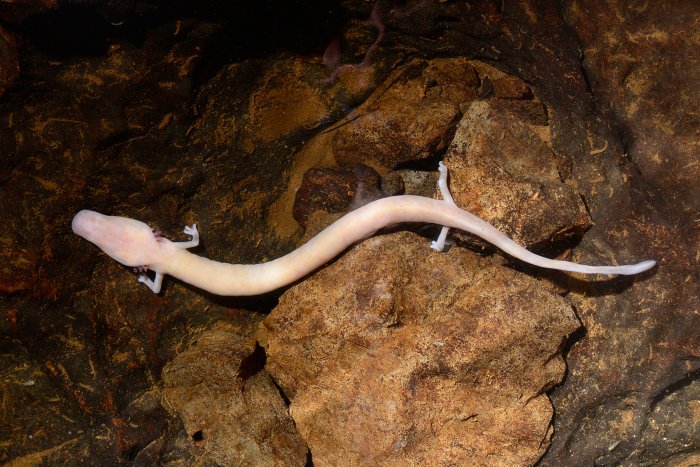 Les troglobies, ou cavernicoles, sont des animaux strictement inféodés aux grottes où ils naissent, vivent et meurent sans jamais sortir à l'extérieur. Les troglophiles se reproduisent et grandissent dans le milieu souterrain, mais peuvent vivre également à l'extérieur. Les trogloxènes sont des hôtes occasionnels des cavernes, n'y séjournant que de façon temporaire