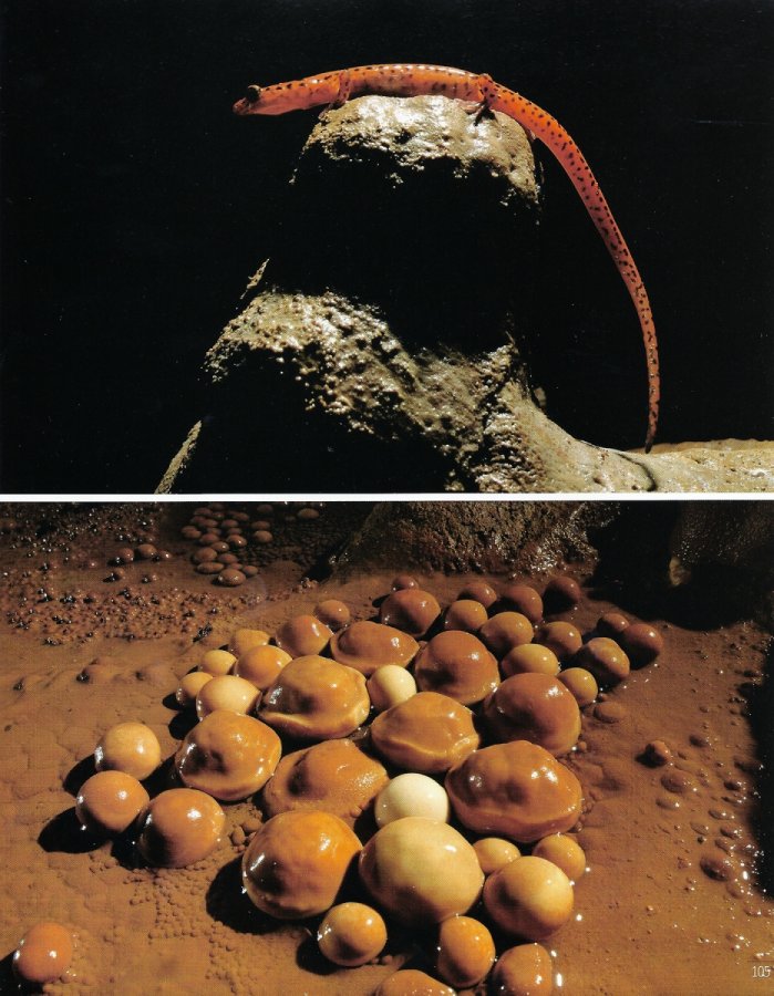 nat-images-n-12-page-105(Nat'Images n°12 - Page 105)