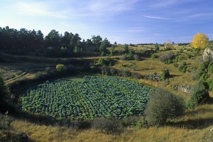Les dolines sont les formes de surface les plus caractéristiques du karst. Ce sont des dépressions fermées, circulaires ou ovales, dont la profondeur peut atteindre une centaine de mètres. Leur fond est souvent tapissé d'argiles rouges (appelées terra rossa dans les pays méditerranéens) qui colmatent les fissures et entravent ainsi leur approfondissement. Elles peuvent toutefois continuer à s'élargir : la cuvette initiale est alors transformée et prend souvent l'aspect d'une dépression irrégulière, allongée suivant l'axe principal de la fracturation. Les poljés sont des dépressions fermées de grandes dimensions (quelques centaines de mètres à plusieurs kilomètres), plus longues que larges, soumises à des inondations périodiques et parcourues par des petits cours d'eau, pérennes ou temporaires, dont les eaux sont absorbées par des gouffres, appelés ponors.