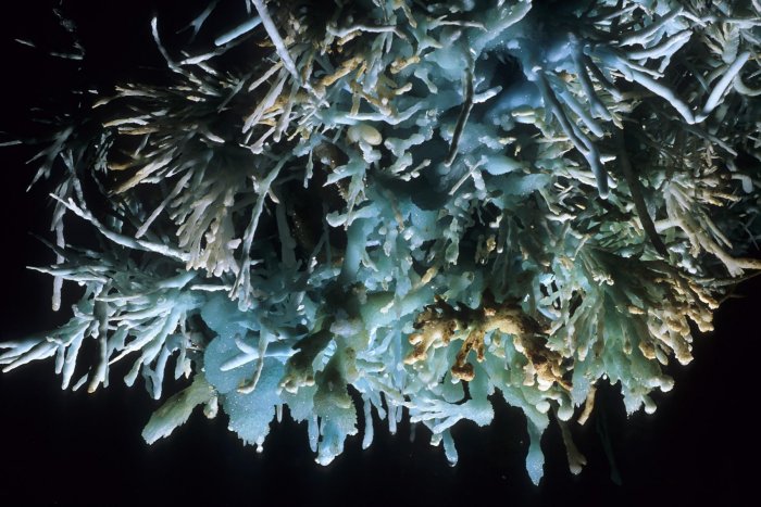 La coloration des concrétions peut avoir plusieurs origines : présence dans l'eau d'acides humique et fulvique (issus de la matières organique des sols), oxydes minéraux (fer, manganèse) et certains métaux (cuivre, nickel, ...) contenus dans la roche